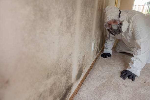 Reliable Shorewood, IL Mold Removal Services Solutions